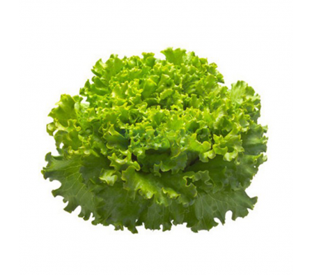 LECHUGA PIRATI x2 MAZO