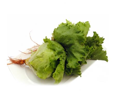 LECHUGA MANTECOSA X MAZO