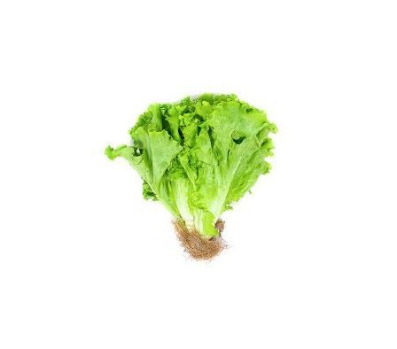 LECHUGA CRESPA HIDROPONICA UNID
