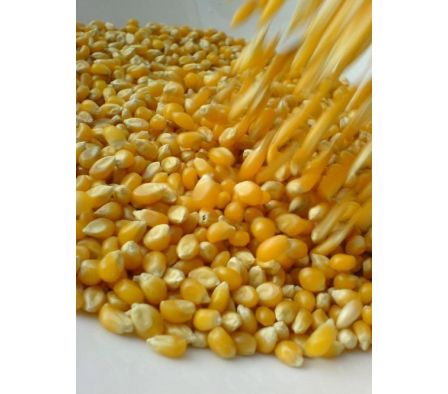 MAIZ TUPI  GRANEL X KG