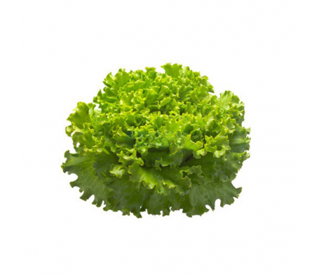 LECHUGA PIRATI MAZO X UNIDAD