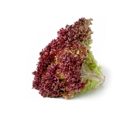 LECHUGA MORADO ESPECIAL XUNIDAD